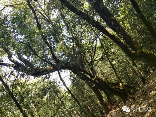 禄劝九龙石牛山原始森林,云南禄劝县团街镇卓干山原始森林