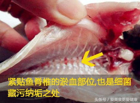中华鲟鱼哪个部位有毒,裸斑鱼哪个部位有毒