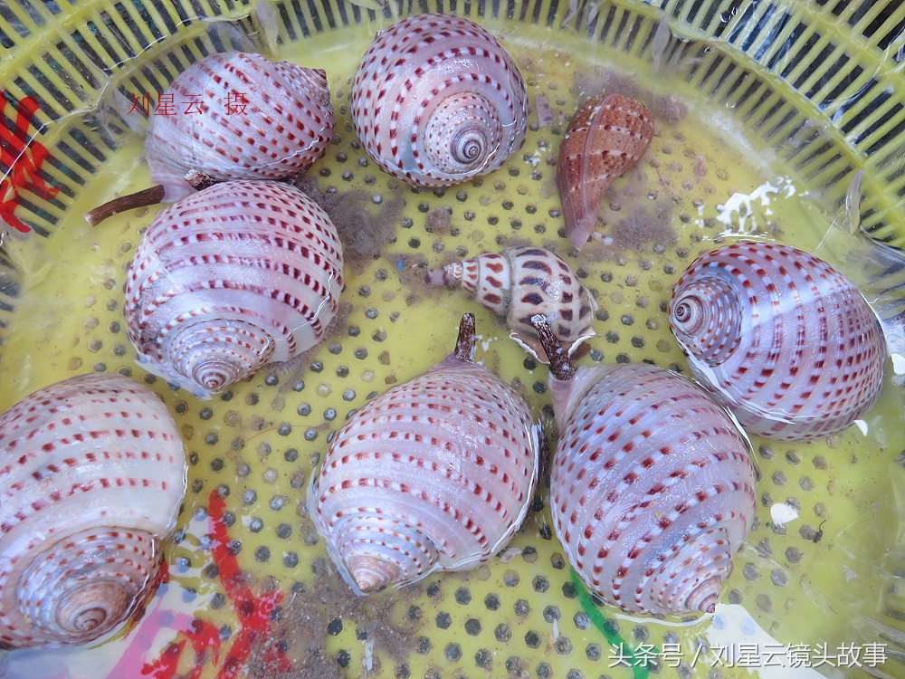 来三亚旅游想吃带壳的海鲜，不当冤大头，要有智慧善挑选和会安排