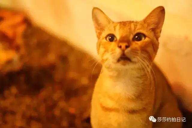 斯里兰卡旅游线路图高清,斯里兰卡自由行旅游攻略