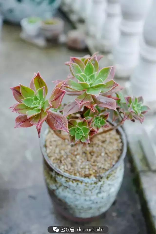 春雨多肉精品,包邮区的多肉