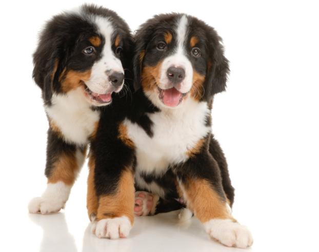 2024年1982狗人全年运势,2024属狗1970人全年运势