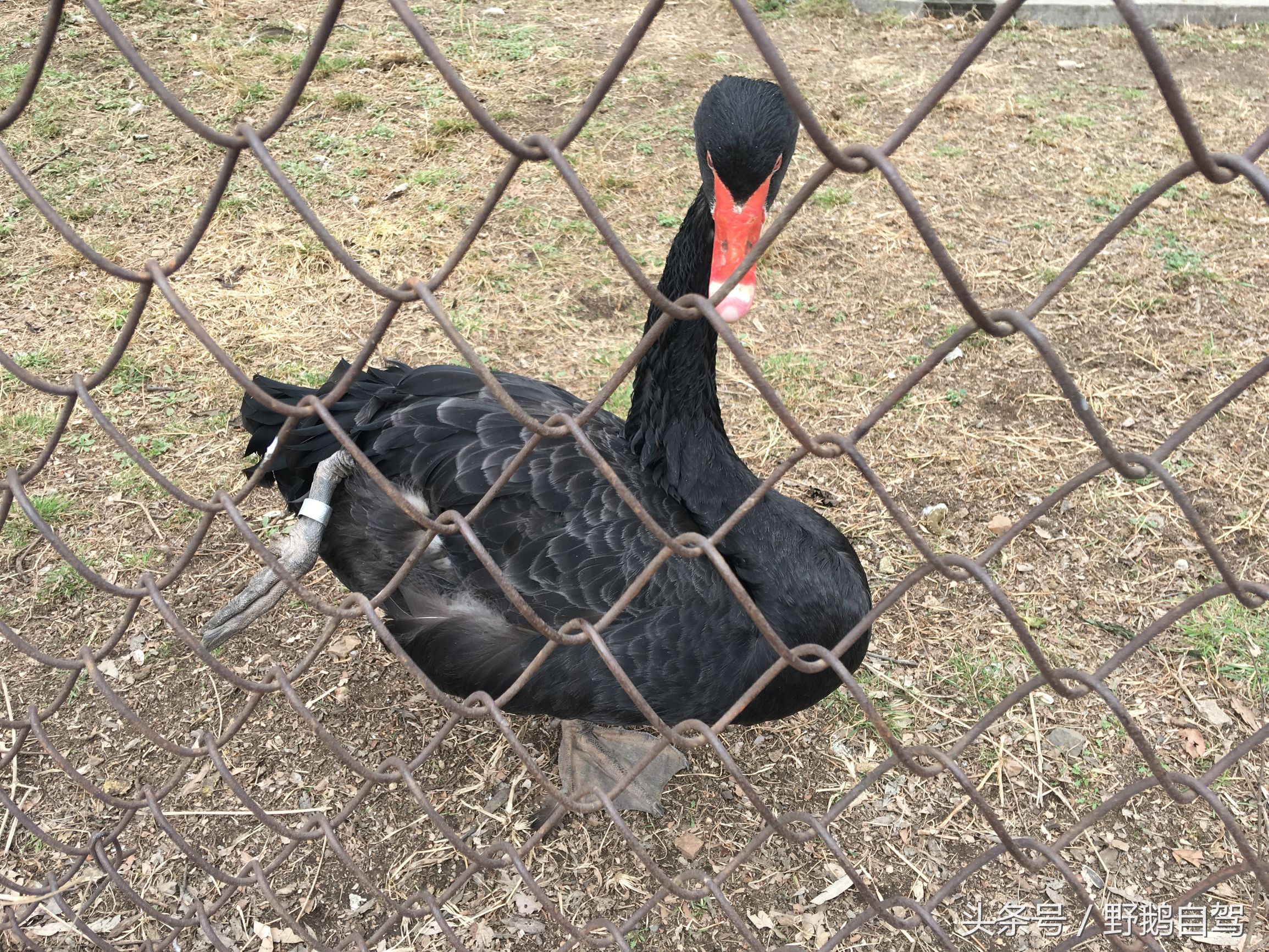 八达岭野生动物园野兽区,八达岭动物园自驾攻略大全