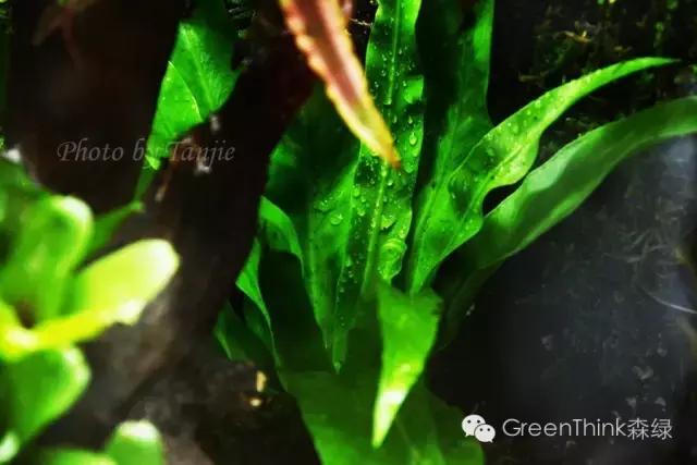 狼尾蕨造景方法,狼尾蕨的森林造景