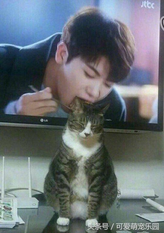 猫主子的日常练就一切技能,这才是猫应有的样子