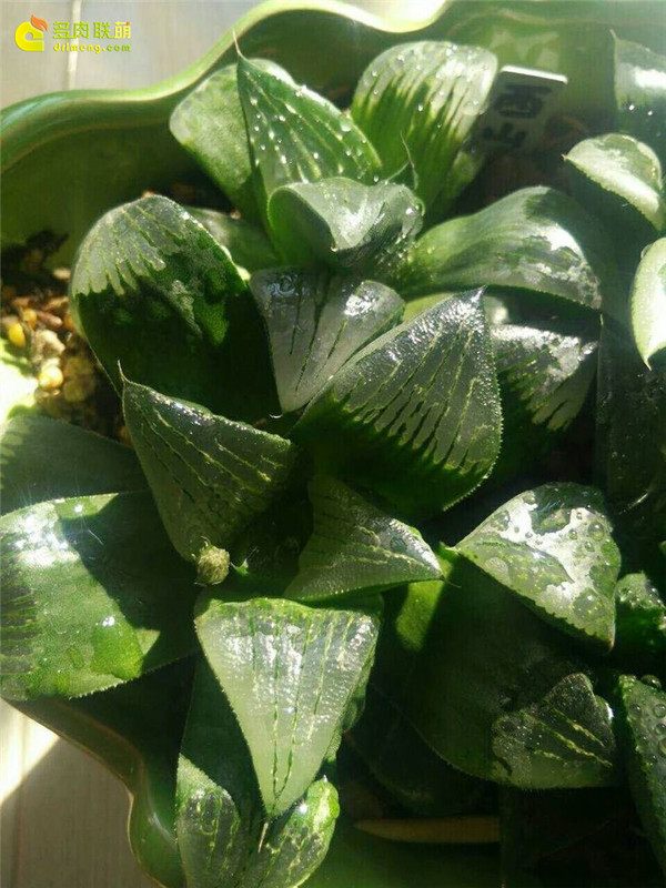 一个脚气患者的真实故事,关于癣有趣的故事