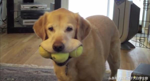 被蜜蜂蜇的狗狗,帮助狗狗别被蜜蜂蛰