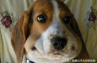 被蜜蜂蜇的狗狗,帮助狗狗别被蜜蜂蛰