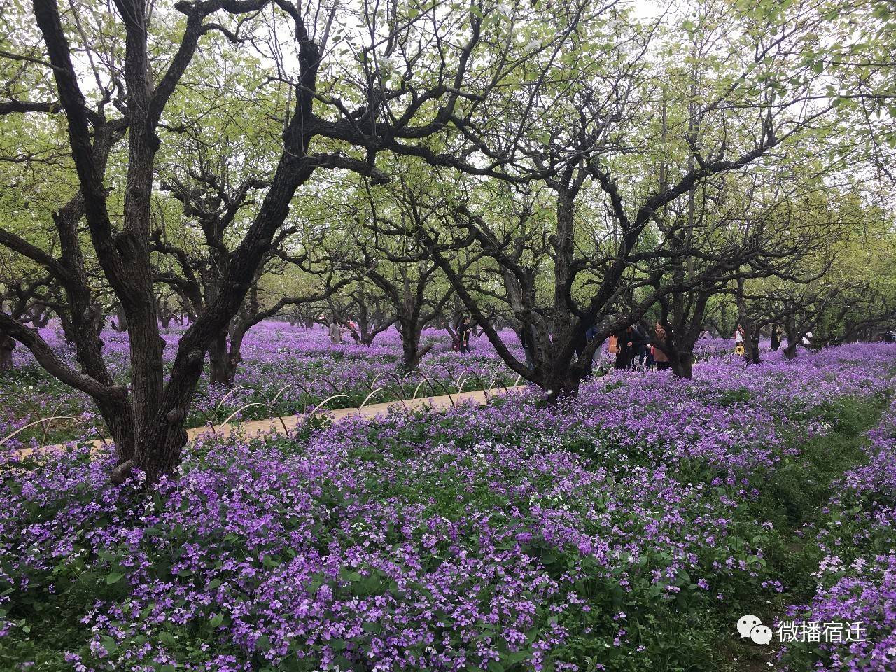 宿迁在宿迁人眼中,宿迁到底有多好