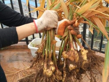 生姜盆栽种植过程记录,把生姜栽花盆里