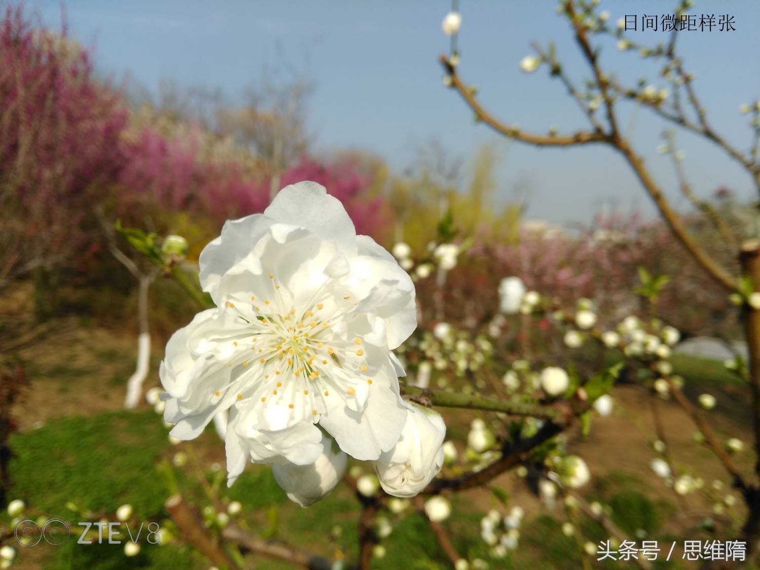 中兴bladev8参数,中兴bladev8最新消息