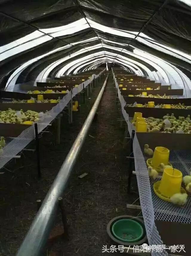 鹅舍怎样建设合理,鹅舍养殖方法视频