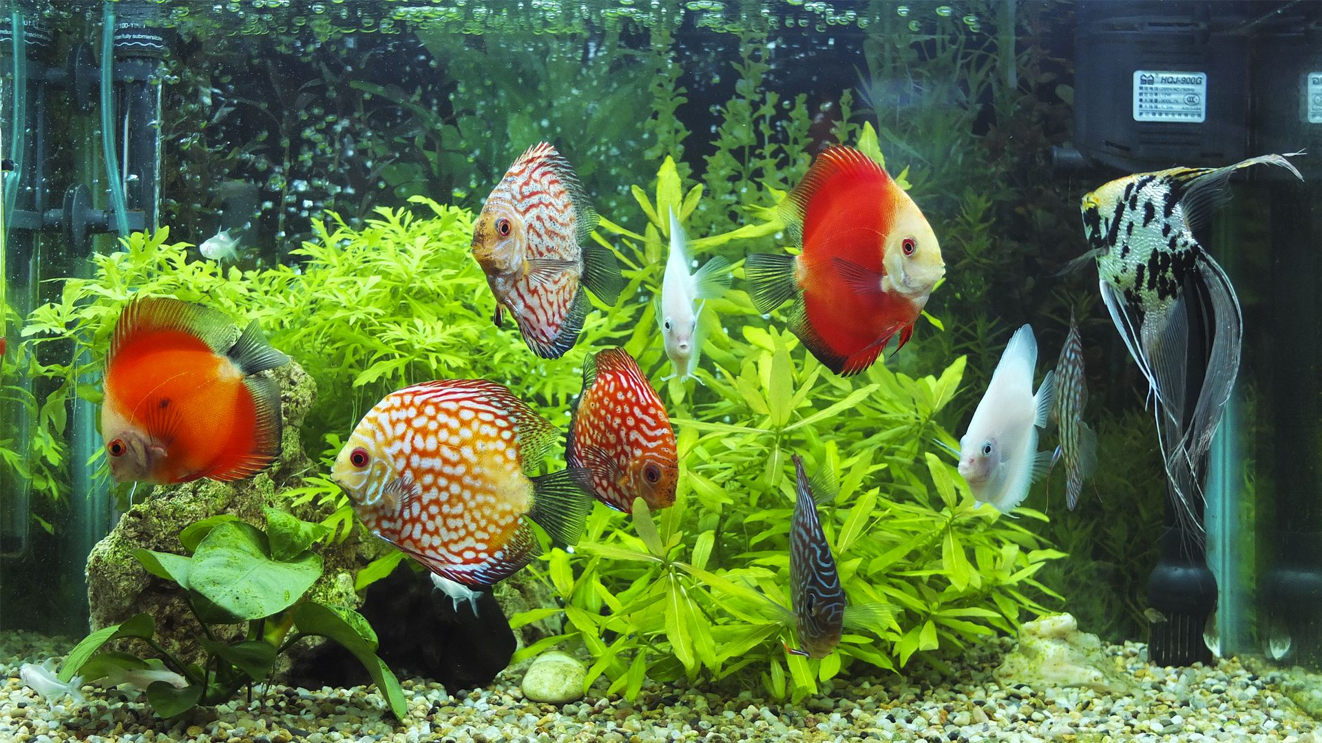 水产养殖户解决养鱼难题,观赏鱼养殖入门