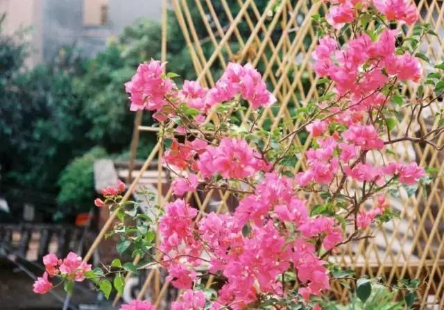 不用逃离北上广，他花10万任性改造租来的破院照样活得率性精彩