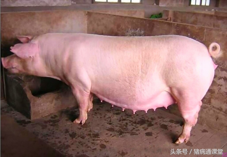 母猪啥时候产仔？老兽医掐指一算，就可以判断！