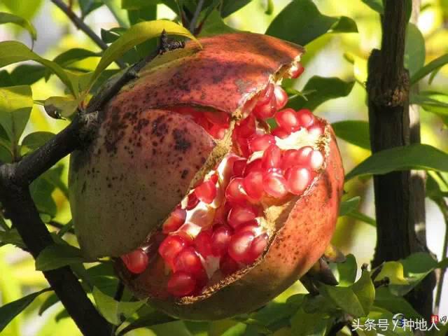 石榴怎样剪枝才高产,石榴几年开始高产