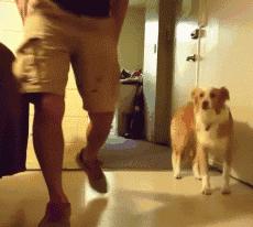 边牧这么聪明为什么很少人养,边牧太胆小了什么都教不会