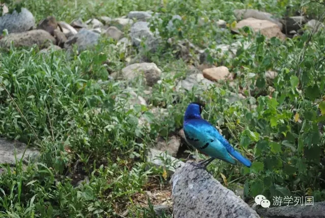 一生必去一次的非洲坦桑尼亚｜回归狂野
