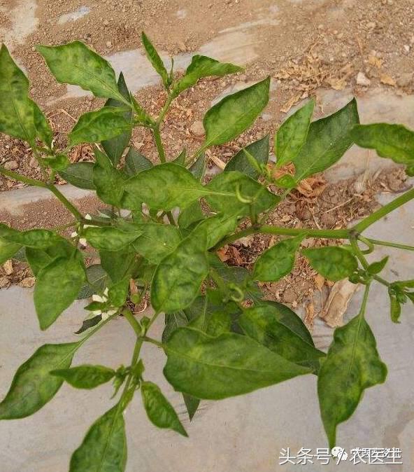 番茄灰霉病引起的烂果,番茄灰霉病危害茎杆