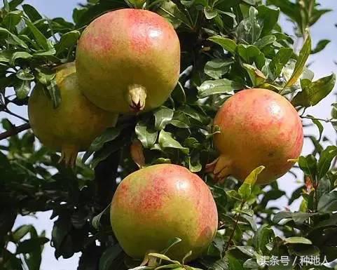 高产突尼斯石榴苗,石榴高产栽培技术要点