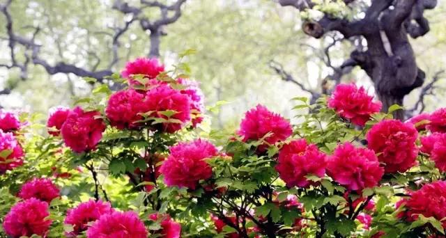 四月白菜价机票全在这了！从长春出发，最低只要129元！