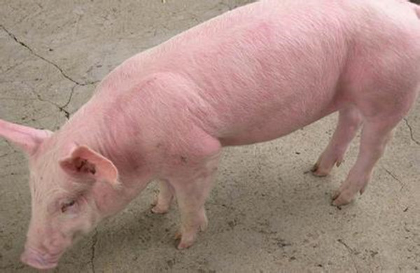 猪场高热病最佳治疗方案,猪场爆发高热病的原因
