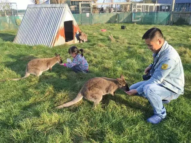 新西兰一家三口花费多少,一家五口自驾新西兰旅游