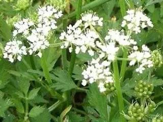 鲅鱼圈附近哪里可以挖野菜,盖州鲅鱼圈挖野菜