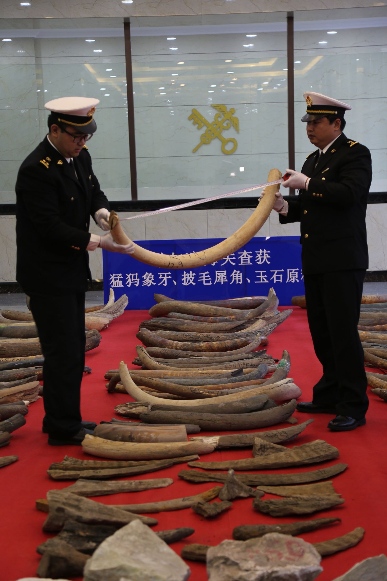 哈尔滨海关查获猛犸象牙,内蒙古海关查获特大象牙