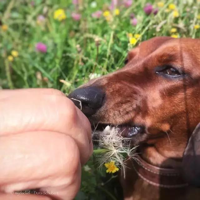 家里狗狗喜欢舔人,家里的狗狗爱乱拉屎怎么办