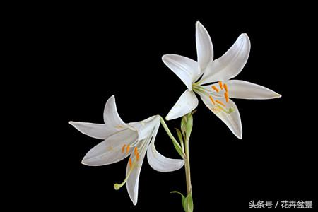 百合花象征什么百年好合,百合花图片大全家里养百合花好吗