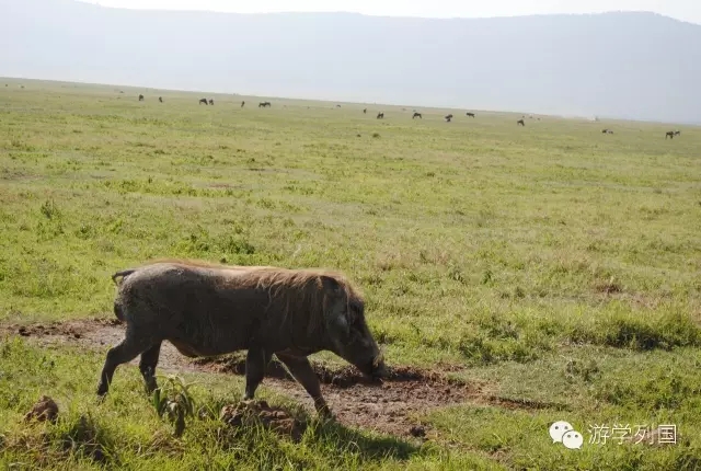 一生必去一次的非洲坦桑尼亚｜回归狂野