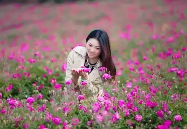 成都周边玫瑰景点推荐一下,成都玫瑰花海一日游