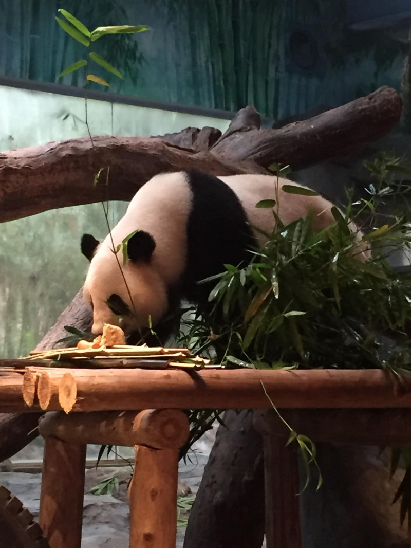 长隆番禺野生动物园攻略,番禺长隆野生动物园门票攻略