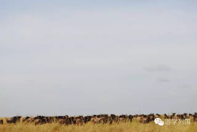 一生必去一次的非洲坦桑尼亚｜回归狂野