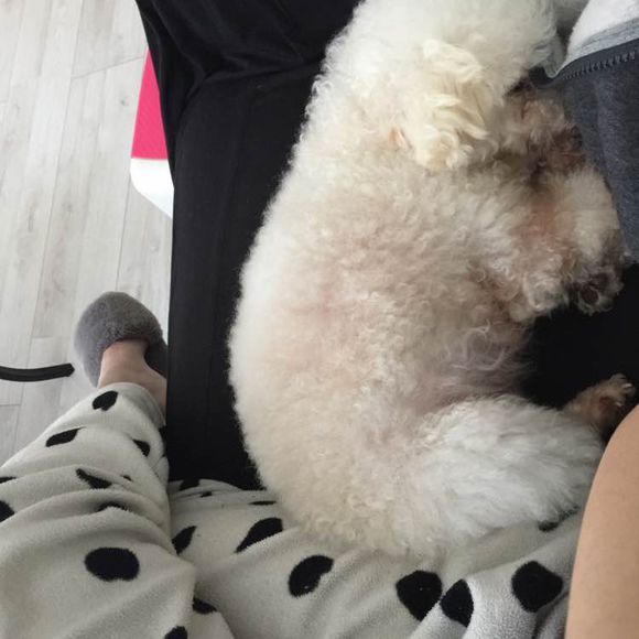 泰迪被土狗欺负完整版,泰迪被农村土狗咬死