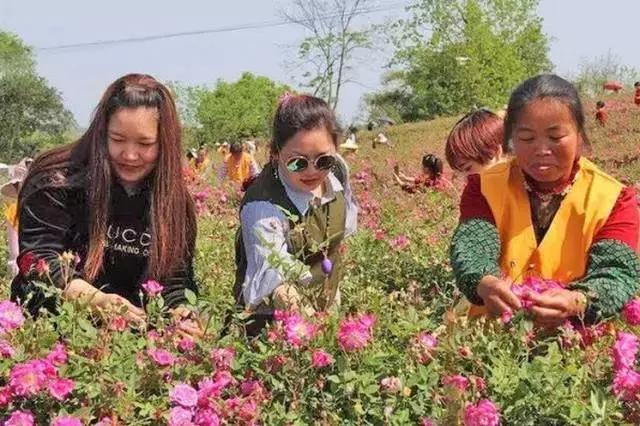 成都周边玫瑰景点推荐一下,成都玫瑰花海一日游