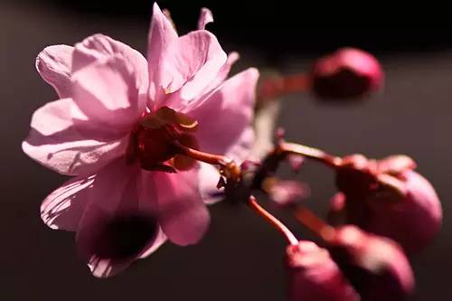 梅花香自苦寒来作文,梅花香自苦寒来演讲稿