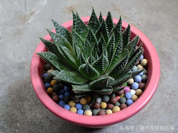 竹类盆栽植物养殖方法,鹤顶红盆栽植物养殖