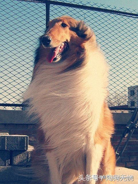 苏牧和喜乐蒂该选择谁,喜乐蒂和苏牧什么关系