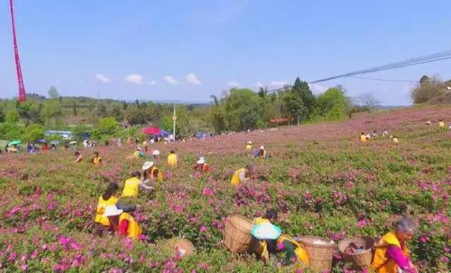 成都周边玫瑰景点推荐一下,成都玫瑰花海一日游