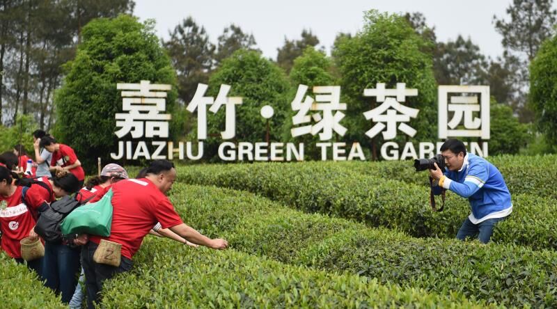 蒲江成佳采茶体验价格,四川蒲江成佳采茶