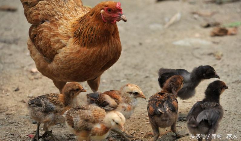 养鸡100000只土鸡怎么找销路,土鸡养鸡前景