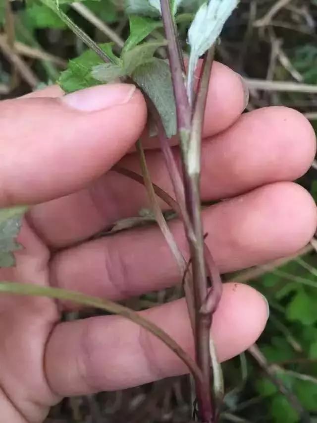 紫茎小叶灵艾,紫茎小叶灵艾图片