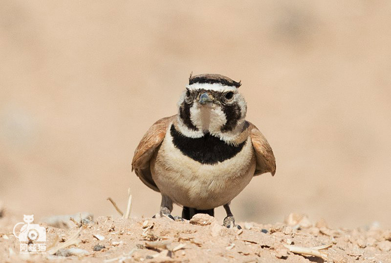 以色列,闯入“禁区”的观鸟人