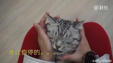 妹子终于如愿狠狠地撸猫咪，猫咪：谁让你停的