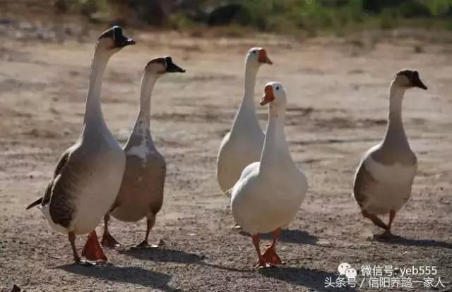 现在养鹅的喂饲料吗,现在天气养鹅要取暖吗