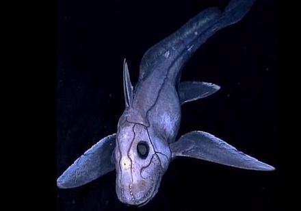 世界上有没有长相奇怪的鲨鱼,所有怪异鲨鱼的视频