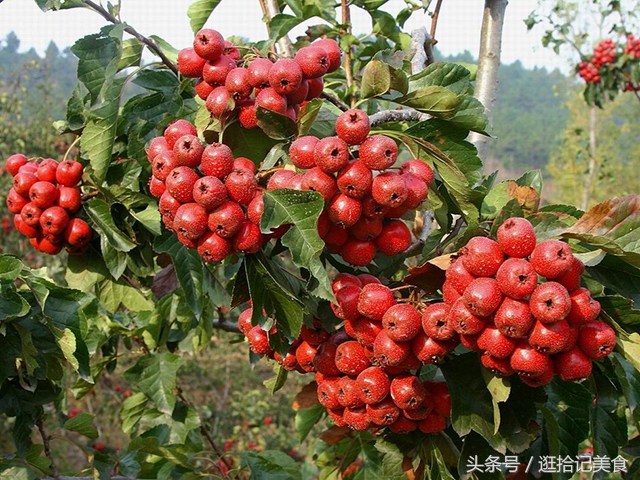 吃了重庆火锅嗓子一直疼,吃重庆火锅辣的冒汗