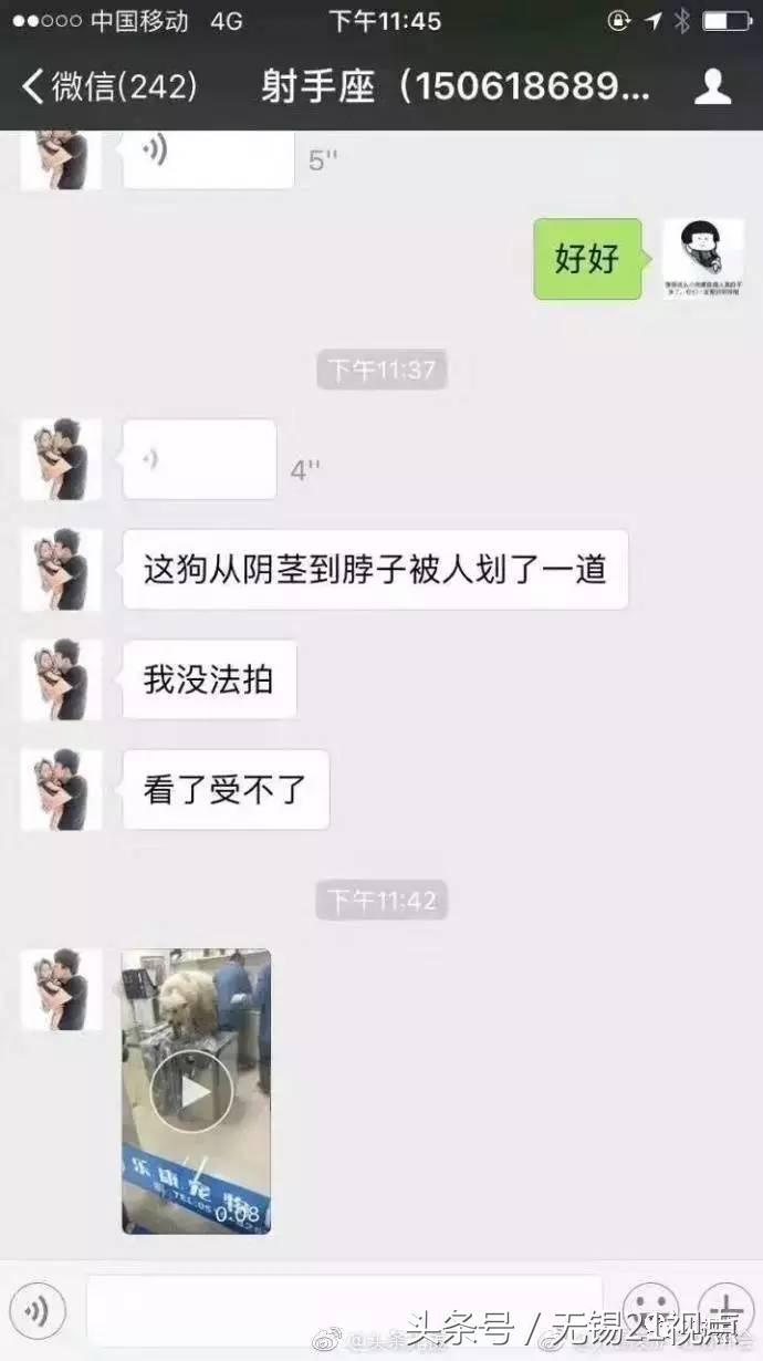 被打伤的萨摩耶,萨摩耶被剪伤了